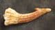 SAWFISH ROSTRAL PEG - CRETACEOUS, MOROCCO.