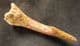 SAWFISH ROSTRAL PEG - CRETACEOUS, MOROCCO.