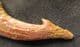 SAWFISH ROSTRAL PEG - CRETACEOUS, MOROCCO.