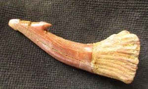 SAWFISH ROSTRAL PEG - CRETACEOUS, MOROCCO.