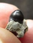 SCHEENSTIA SP TOOTH - LOWER CRETACEOUS, HASTINGS.
