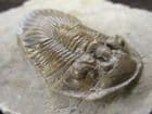 SCRABISCUTELLUM (RHEISCUTELLUM) HAMMADI - DEVONIAN, MOROCCO.