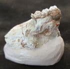 SCUIRIMORPH RODENT SKULL WITH TEETH - OLIGOCENE, SOUTH DAKOTA.