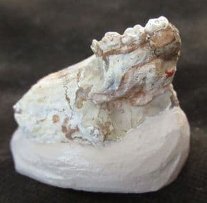 SCUIRIMORPH RODENT SKULL WITH TEETH - OLIGOCENE, SOUTH DAKOTA.