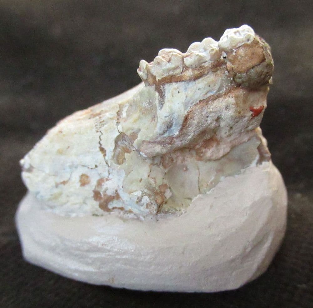 Cui Rodent SCUIRIMORPH RODENT SKULL WITH TEETH - OLIGOCENE SOUTH DAKOTA