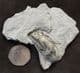 SCYTACRINUS VALIDUS - CARBONIFEROUS, INDIANA, USA.