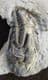 SCYTACRINUS VALIDUS - CARBONIFEROUS, INDIANA, USA.