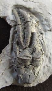 SCYTACRINUS VALIDUS - CARBONIFEROUS, INDIANA, USA.