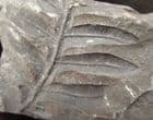 SEED FERN - CARBONIFEROUS, COAL MEASURES, RADSTOCK, SOMERSET.