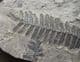 SEED FERN - CARBONIFEROUS, FRANCE.