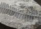 SEED FERN - CARBONIFEROUS, FRANCE.