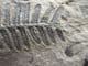 SEED FERN - CARBONIFEROUS, FRANCE.