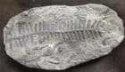 SEED FERN - CARBONIFEROUS, FRANCE.