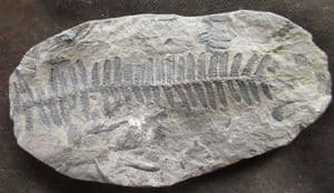 SEED FERN - CARBONIFEROUS, FRANCE.