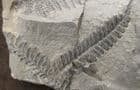 SEED FERN FRONDS - CARBONIFEROUS, FRANCE.