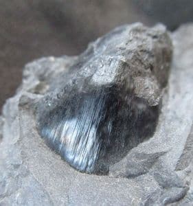 SEED POD - COAL MEASURES, RADSTOCK, SOMERSET.