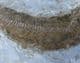 SERRANUS CF BUDENSIS - OLIGOCENE, GERMANY.