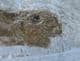 SERRANUS CF BUDENSIS - OLIGOCENE, GERMANY.