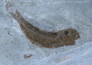 SERRANUS CF BUDENSIS - OLIGOCENE, GERMANY.
