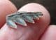 SEVEN GILLED SHARK TOOTH - MIOCENE, ANTWERP.