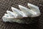 SEVEN GILLED SHARK TOOTH - MIOCENE, ANTWERP.