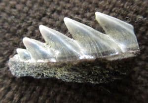 SEVEN GILLED SHARK TOOTH - MIOCENE, ANTWERP.