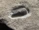 SEVERNICHTHYS ACUMINATUS TOOTH - RHAETIC, GLOUCESTERSHIRE.