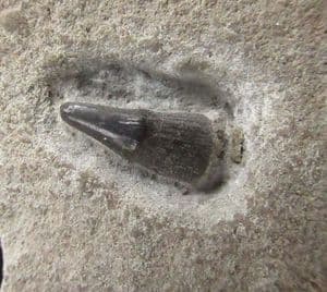 SEVERNICHTHYS ACUMINATUS TOOTH - RHAETIC, GLOUCESTERSHIRE.