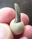 SHARK TOOTH STICKING OUT OF A NODULE - LONDON CLAY, ESSEX.