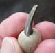SHARK TOOTH STICKING OUT OF A NODULE - LONDON CLAY, ESSEX.