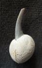 SHARK TOOTH STICKING OUT OF A NODULE - LONDON CLAY, ESSEX.