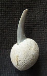 SHARK TOOTH STICKING OUT OF A NODULE - LONDON CLAY, ESSEX.