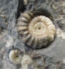 SHELLY GRAVEYARD - JURASSIC, LYME REGIS.