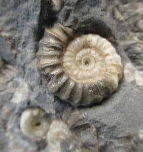 SHELLY GRAVEYARD - JURASSIC, LYME REGIS.