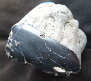SILICIFIED WOOD - JURASSIC, SUTHERLAND.
