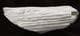 SILICIFIED WOOD - MIOCENE, NEW MEXICO.