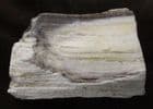 SILICIFIED WOOD - MIOCENE, NEW MEXICO.