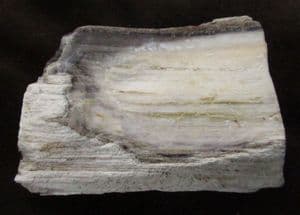 SILICIFIED WOOD - MIOCENE, NEW MEXICO.