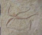 SINOSURA KELHEIMENSE ,JURASSIC, GERMANY.