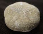 SISMONDIA OCCITANS - EOCENE, FRANCE.