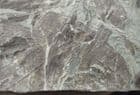 SLAB COVERED IN LAUREL LEAVES - UPPER MIOCENE, GERMANY.