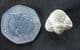 SMALL EYED FORM OF PACIPHACOPS RAYMONDI - DEVONIAN, OKLAHOMA