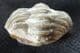 SMALL EYED FORM OF PACIPHACOPS RAYMONDI - DEVONIAN, OKLAHOMA