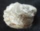 SMALL EYED FORM OF PACIPHACOPS RAYMONDI - DEVONIAN, OKLAHOMA