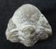 SMALL EYED FORM OF PACIPHACOPS RAYMONDI - DEVONIAN, OKLAHOMA