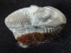 SMALL EYED FORM OF PACIPHACOPS RAYMONDI - DEVONIAN, OKLAHOMA