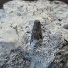 SMALL ICHTHYOSAUR TOOTH - JURASSIC, GERMANY.