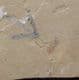 SPIDER - EOCENE, COLORADO. USA.