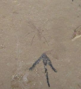 SPIDER - EOCENE, COLORADO. USA.