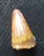 SPINOSAURUS TOOTH - CRETACEOUS, MOROCCO.